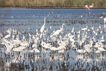 Marginea ghidului flamingo la camargue (Franța), întâmplător