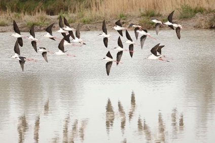 Marginea ghidului flamingo la camargue (Franța), întâmplător