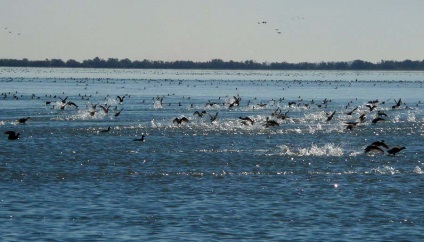 Marginea ghidului flamingo la camargue (Franța), întâmplător