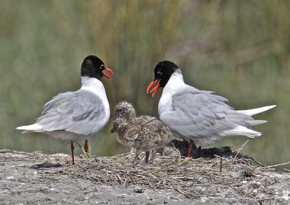 Marginea ghidului flamingo la camargue (Franța), întâmplător