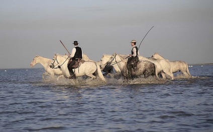 Marginea ghidului flamingo la camargue (Franța), întâmplător