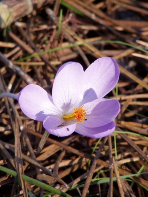 Crocus Fotografie de flori, descriere, semnificație, aplicație și legendă despre Crocus