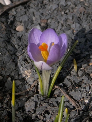 Crocus Fotografie de flori, descriere, semnificație, aplicație și legendă despre Crocus