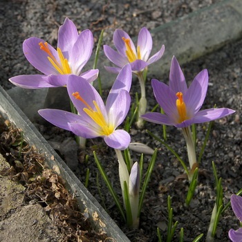 Crocus Fotografie de flori, descriere, semnificație, aplicație și legendă despre Crocus