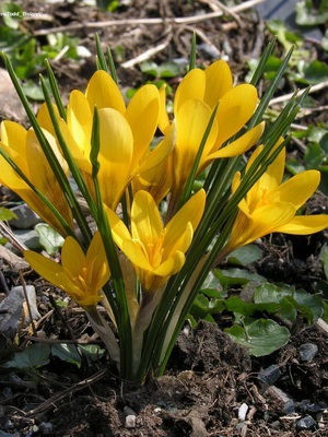 Crocus Fotografie de flori, descriere, semnificație, aplicație și legendă despre Crocus