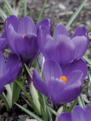 Crocus Fotografie de flori, descriere, semnificație, aplicație și legendă despre Crocus