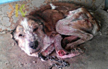 Kuban zoozaschitniki încercând să salveze câinele, torturat de noii maeștri