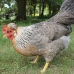 Chicken Amrox rase, descriere, recenzii, caracteristici