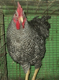 Chicken Amrox rase, descriere, recenzii, caracteristici