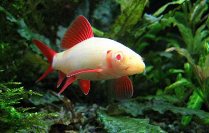 Labeo, pește de acvariu, fotografie, specie, bi-color, bicolor, verde, conținut, îngrijire și