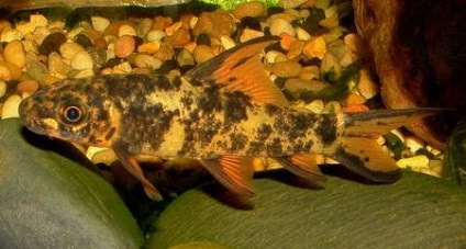 Labeo, pește de acvariu, fotografie, specie, bi-color, bicolor, verde, conținut, îngrijire și