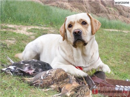 Labrador retriever - „a legjobb barátja a családnak (egy hatalmas válasz tól Z-ig) Fotó és táplálkozó receptek vélemény