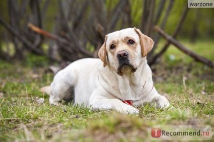 Labrador Retriever - 