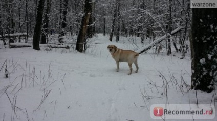 Labrador Retriever - 