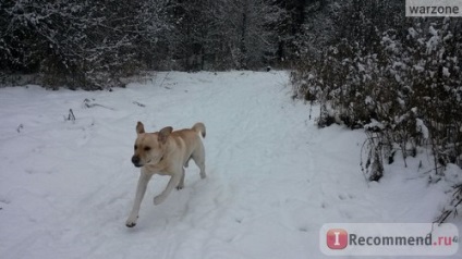 Labrador Retriever - 