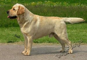Labrador Retriever rasă standard RKF