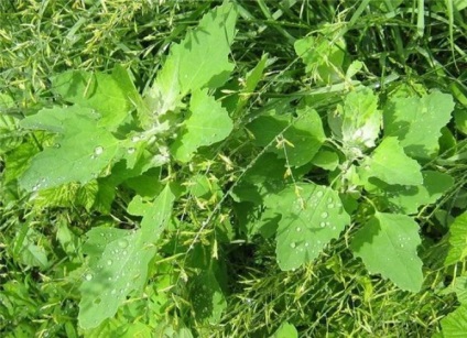 Quinoa felhasználása és alkalmazása - növények - zöld gyógyszertár