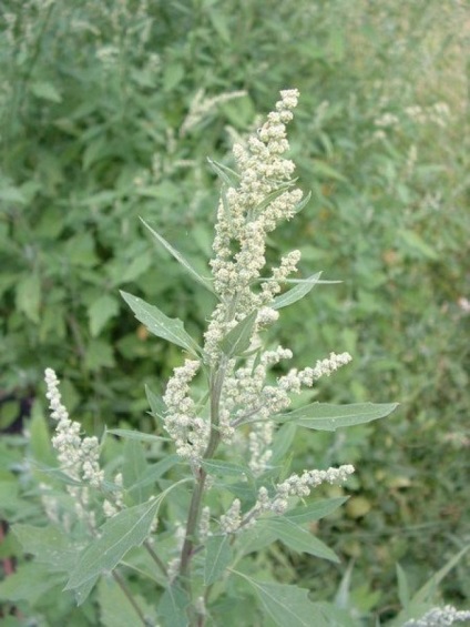 Quinoa felhasználása és alkalmazása - növények - zöld gyógyszertár