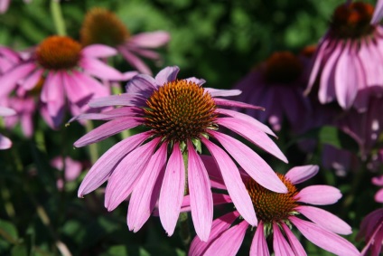 Gyógyászati ​​tulajdonságait Echinacea az emberi szervezet számára