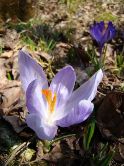 Legendele lui Crocus, Elena Romanova