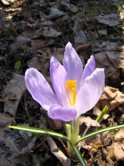 Legendele lui Crocus, Elena Romanova