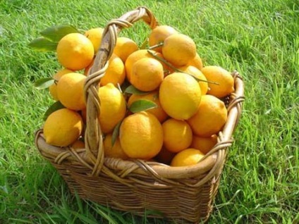 Lemonul este mai puternic decât chimioterapia de 10.000 de ori, mișcarea vieții