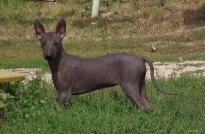 Cheală de câine foto și descriere