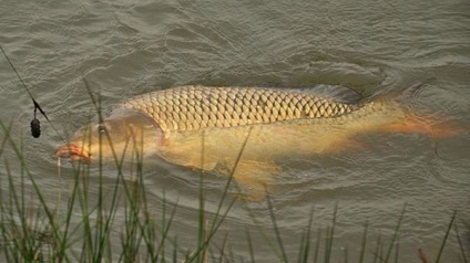 Captura de crap în luna august pentru boilies și altele