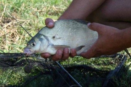 Prăjire în boilies