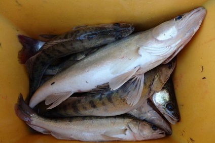 Pescuitul de pește de pe țărm