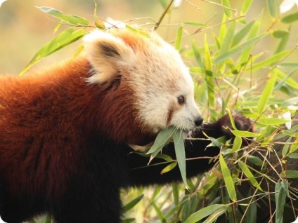 Panda mic sau roșu