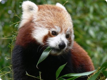 Panda mic sau roșu