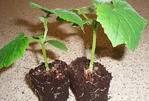 Kis uborka uborka, szabályait talaj kiválasztására és ültető módszerek, a különböző a legtöbb jó