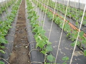 Mărimea castravetelor mici, regulile de alegere a solului și metodele de plantare, care este cea mai bună calitate