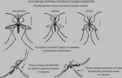 Malariei țânțar - o excursie în viața unui vector de boală periculoasă