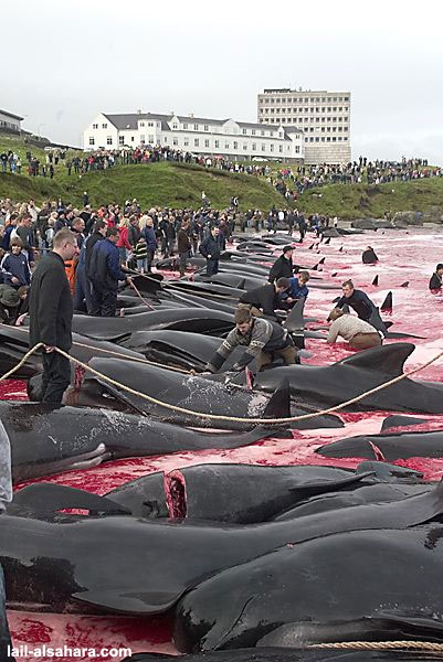 Клането на делфини в Дания! скъп