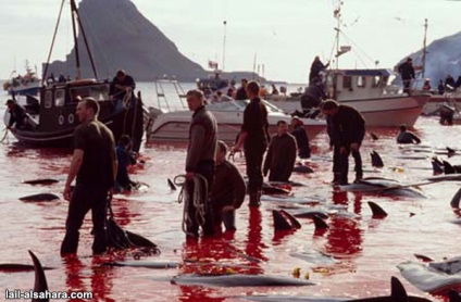 Uciderea în masă a delfinilor în Danemarca! dragă