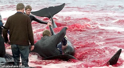 Клането на делфини в Дания! скъп