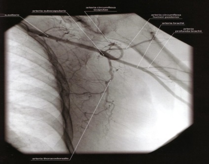 Metode de investigare a anatomiei topografice