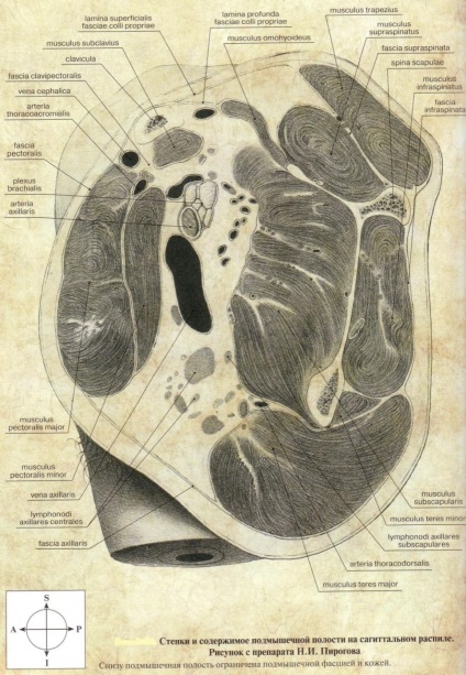 Metode de investigare a anatomiei topografice