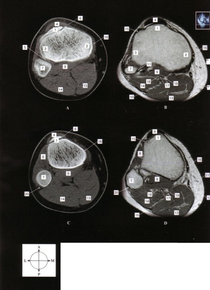 Metode de investigare a anatomiei topografice