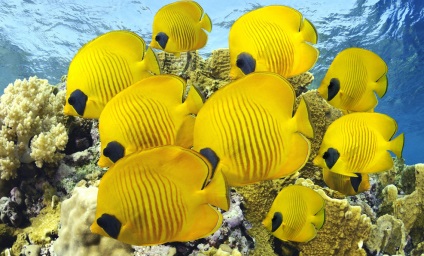 Dezavantaje și avantaje ale încrucișării la reproducerea peștilor de acvariu