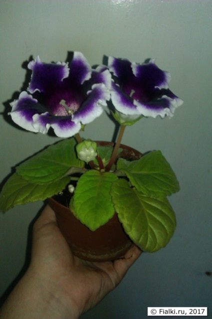 Prima mea gloxinie, violete (shenpolia)