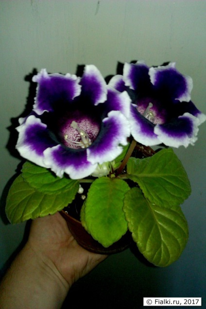 Az első gloxinia, ibolya (shenpolia)