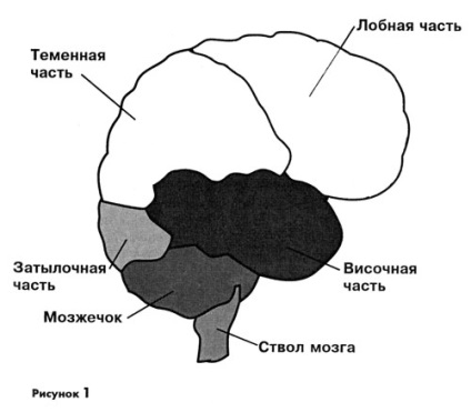 Brain și memorie 1