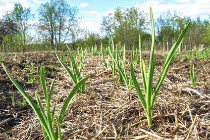 Mulch - practic și decorativ