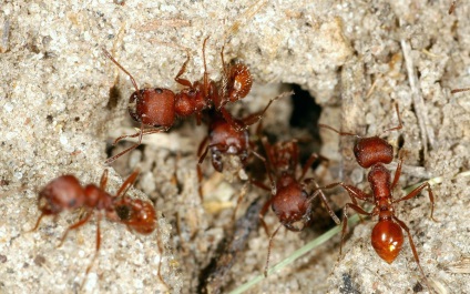 Ferma de furnici pe care furnicile sa-i aleaga pentru formica