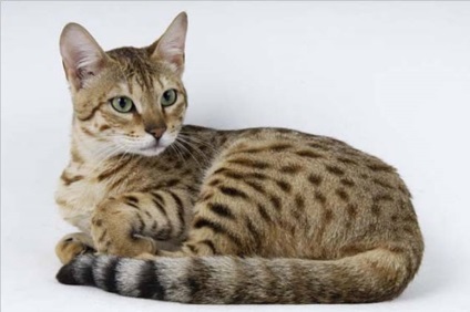 În fotografie există o rasă de pisici Serengeti; pisica de serengete