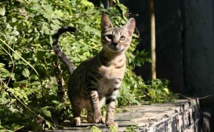 În fotografie există o rasă de pisici Serengeti; pisica de serengete