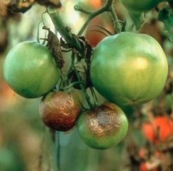 Remedii folclorice de la phytophthora pe tomate - remedii folclorice